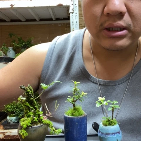 红陶一物一拍所见即所得117