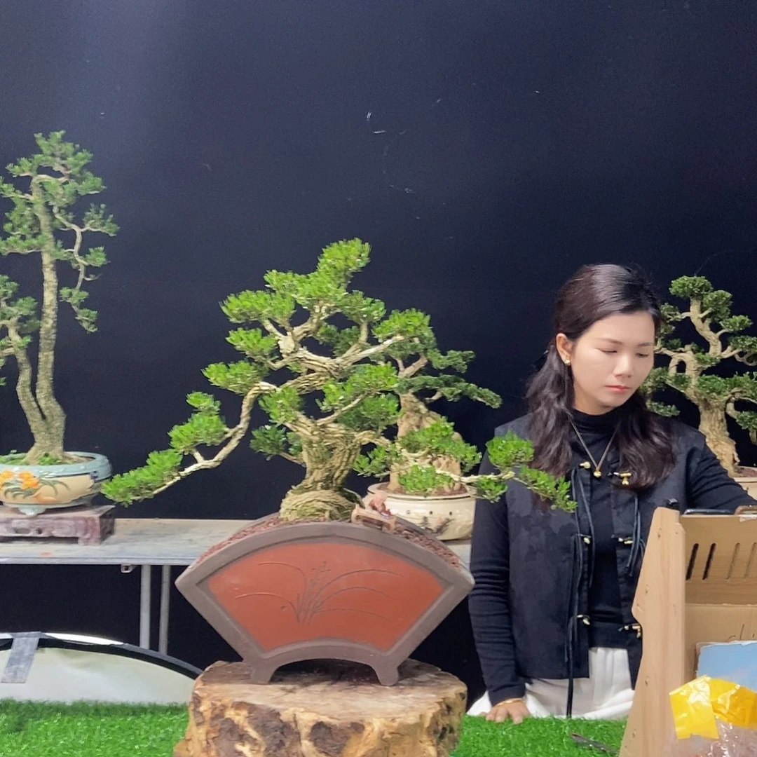 无花朵广东小叶黄杨