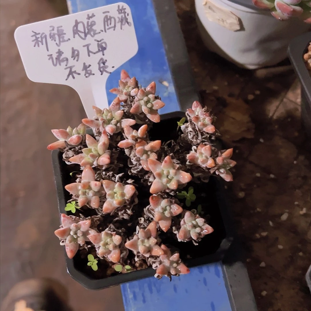 白菊.多肉植物……