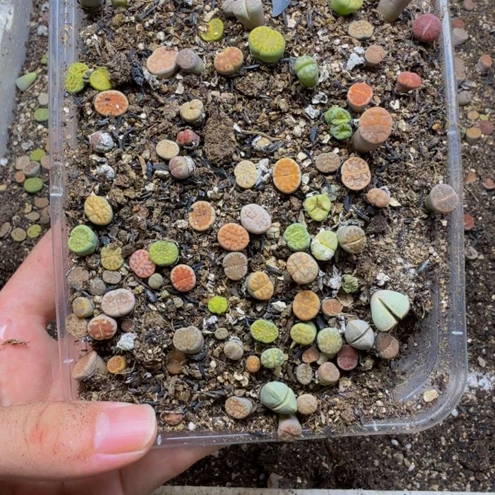 多肉植物的生长545