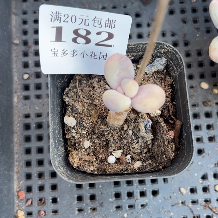 原始奶酪锦量拍多肉满20包邮下午发