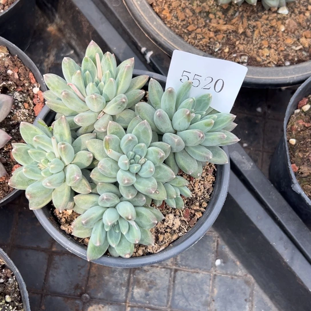 仔*5520多肉多多多多