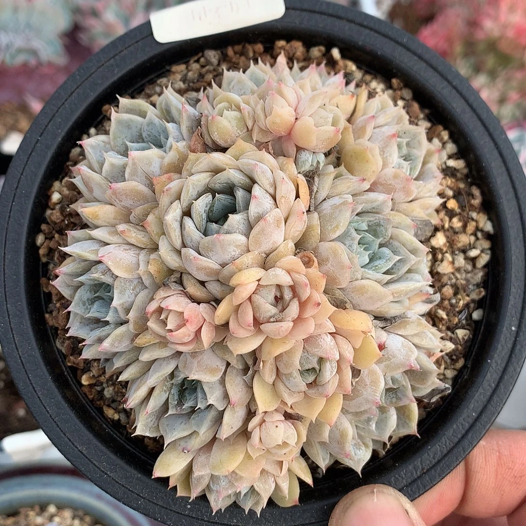 6691玛丽贝尔有砍一颗9厘米