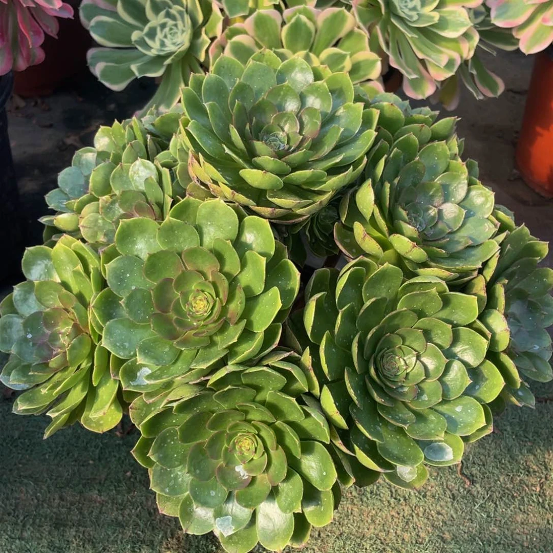 053万拉丝大大捧花精品法师多肉