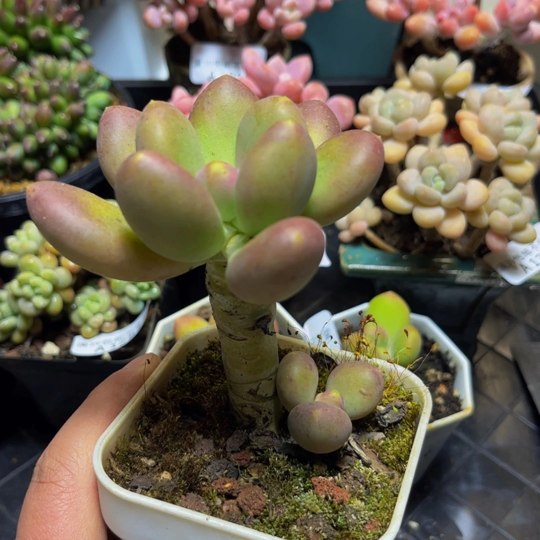 1262芒果奶8厘米多肉
