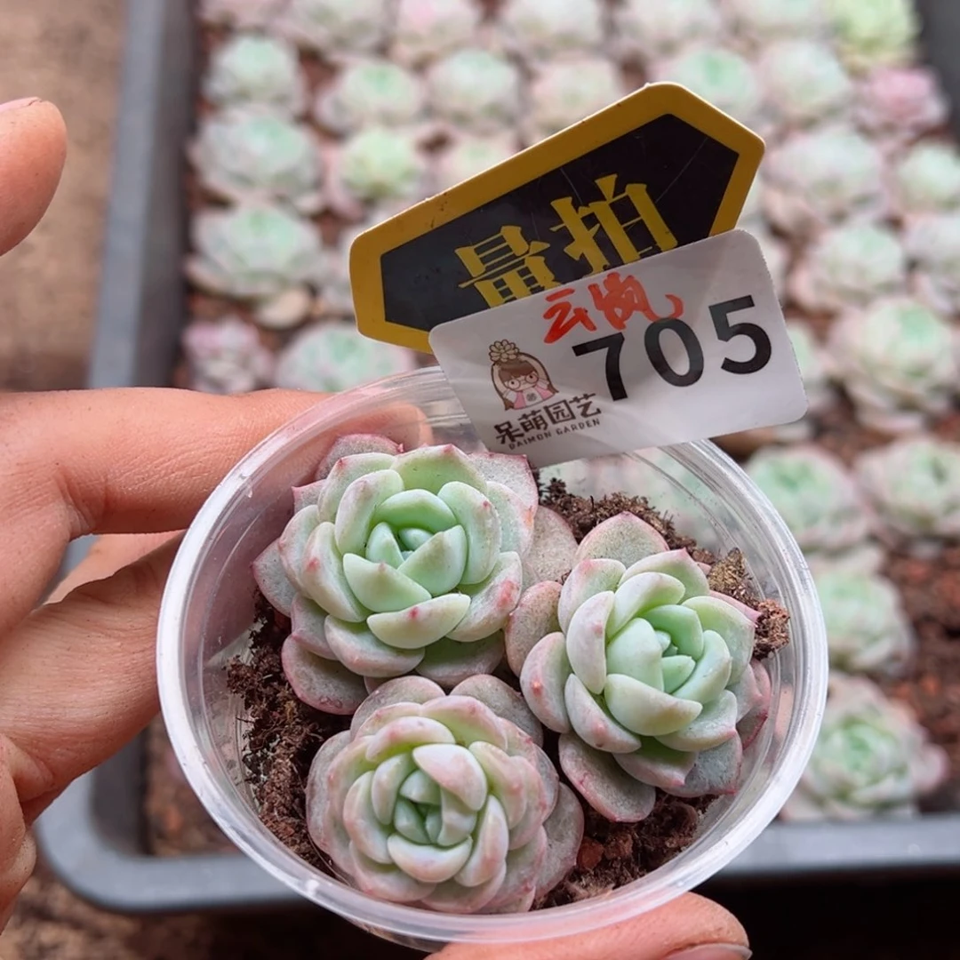 多肉植物多肉植物