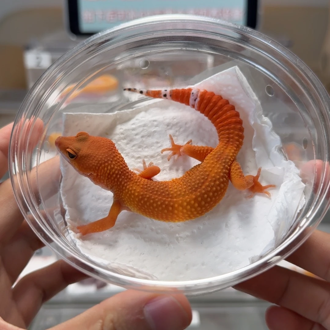 豹纹守宫血蜜桔妹妹