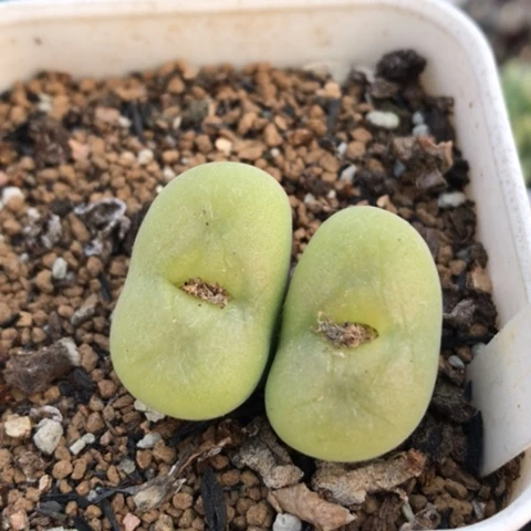 多肉肉锥 空卡佛