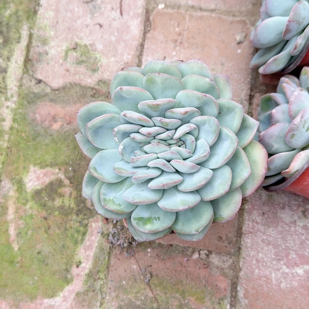 无花朵泡芙缀化120