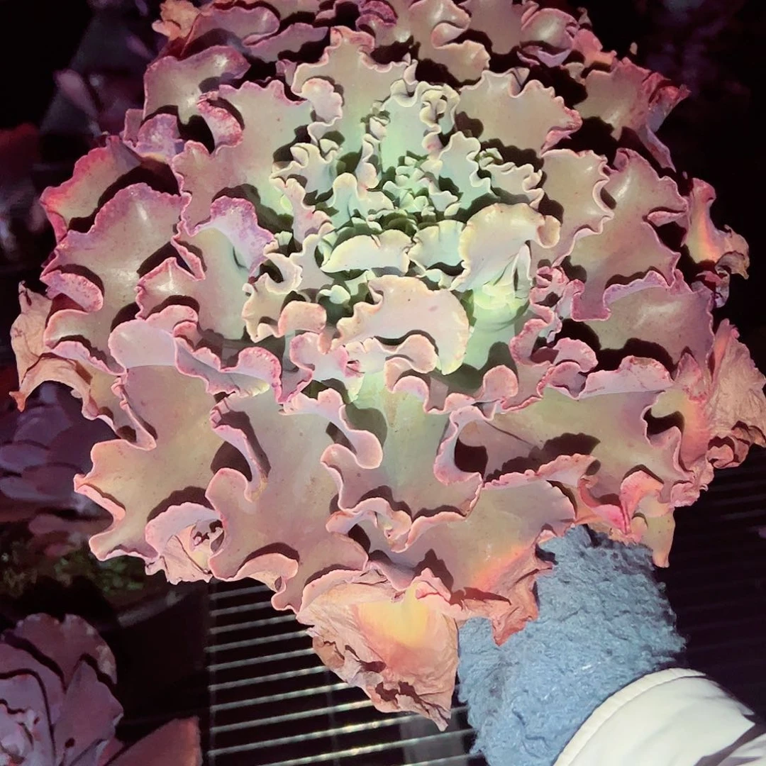 高沙之翁大单头多肉