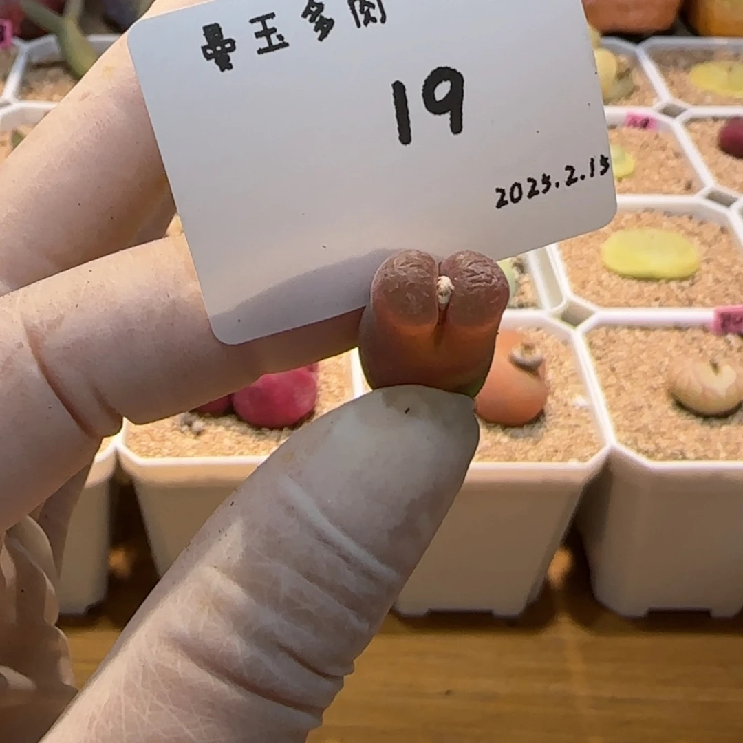 有**吟多肉多肉多肉2.15-019