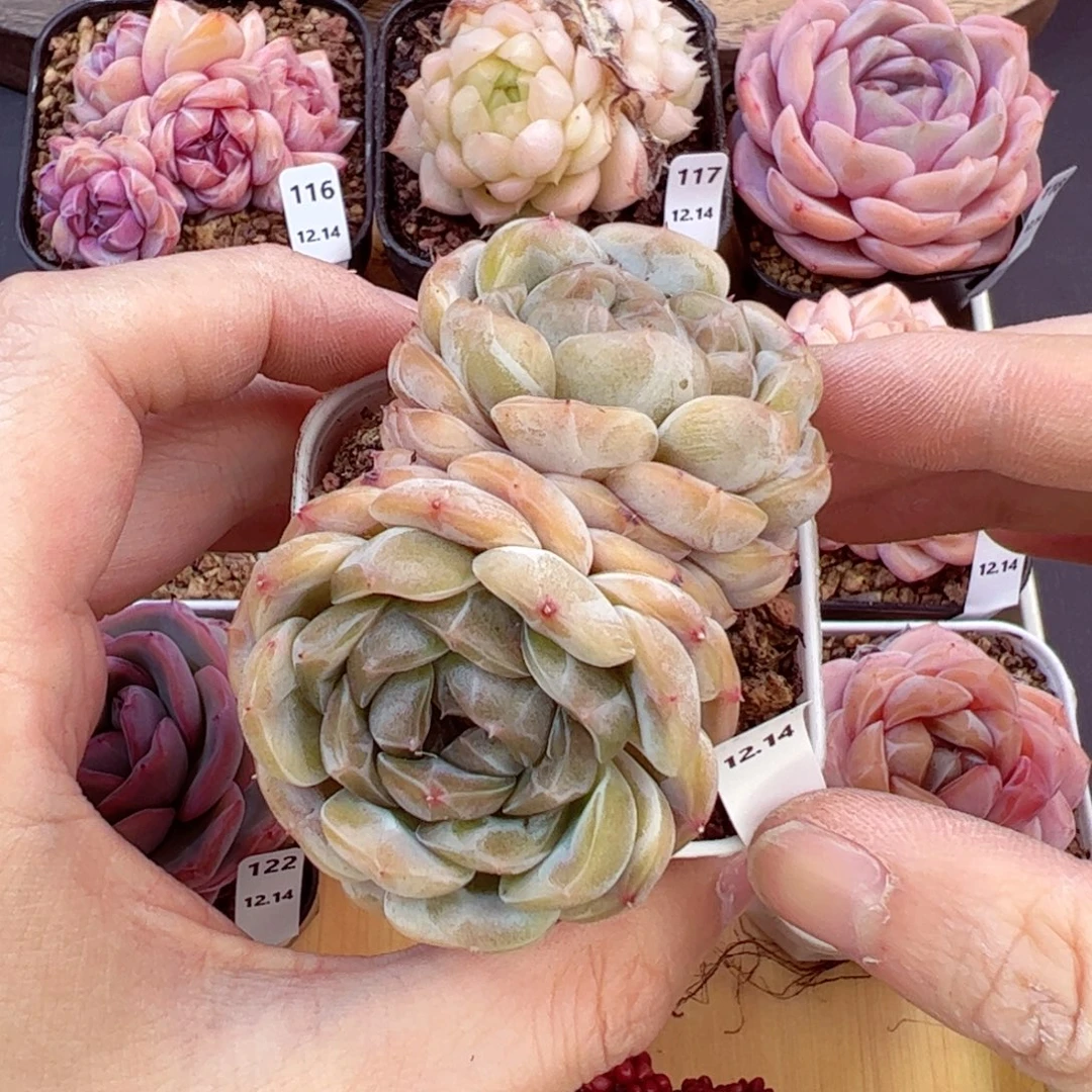 好好看123、哈哈哈哈