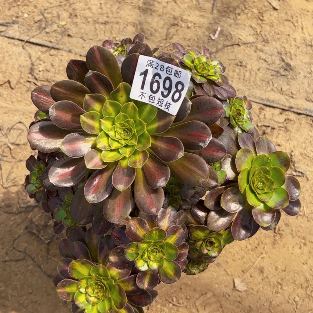 1698多肉植物法师爱马仕中斑