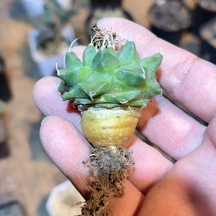 满38包邮2天凑单，脱土晾根发货多肉植物