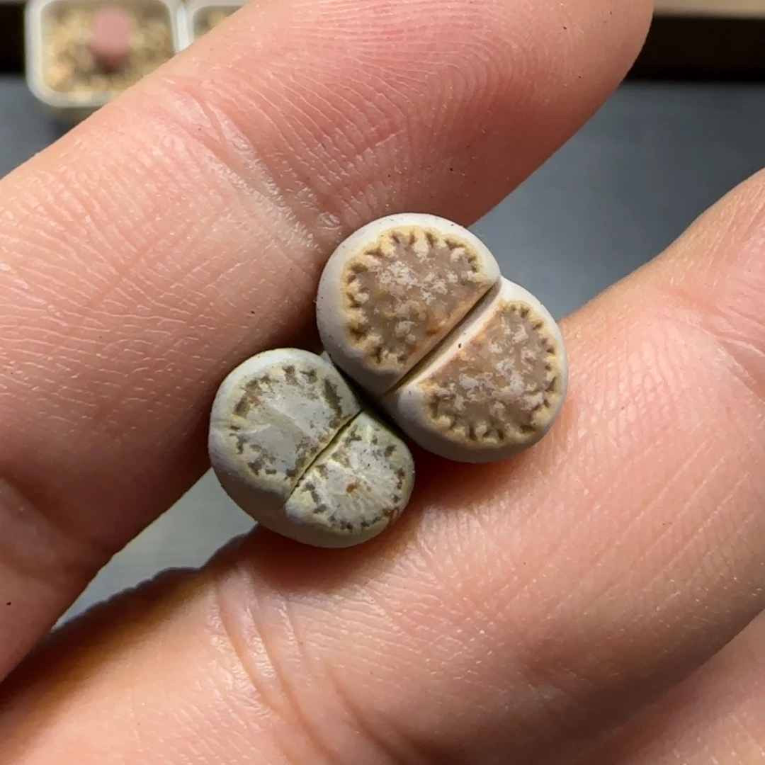 *****12.2。脱土发。饼干x2。  2001