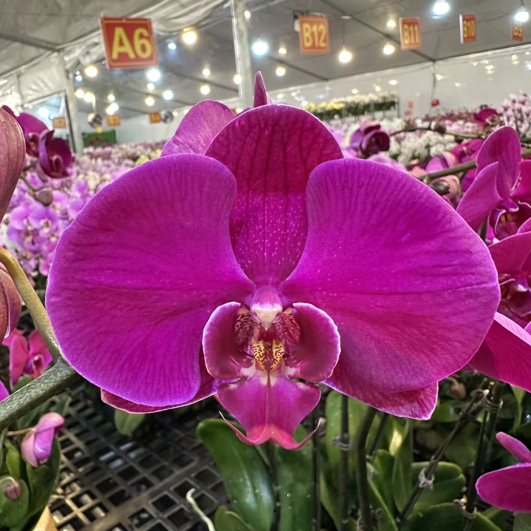 蝴蝶兰【大辣椒】带花发货室内高端花卉绿植观赏佳品