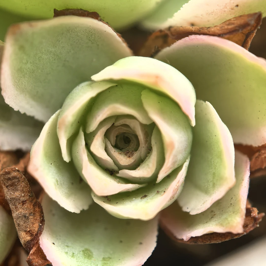 山地玫瑰锦秋夕侧芽