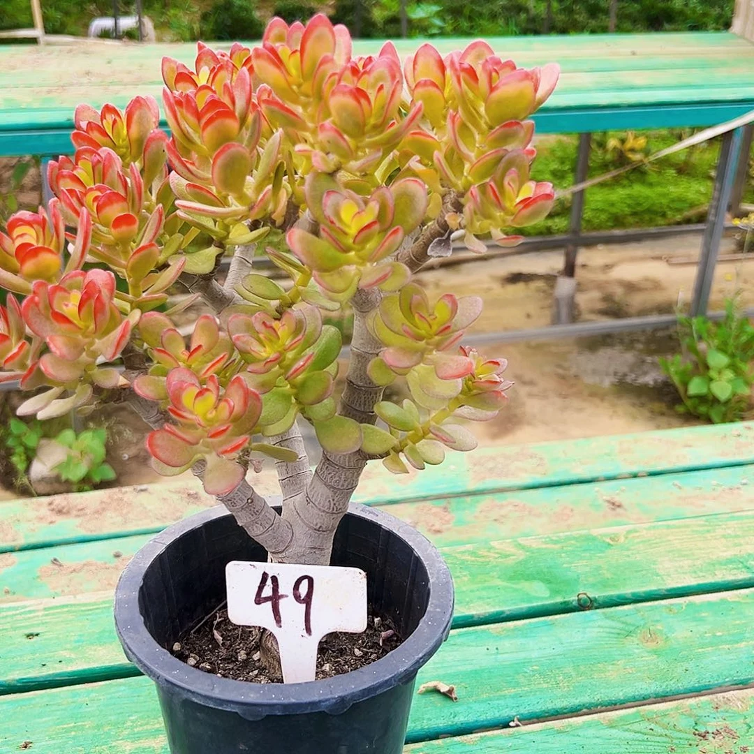 49号姬红花月好养活