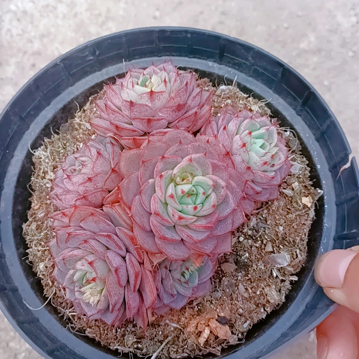 77多肉(赫本)一物一拍 多肉植物养护裸根黄色 夏季 春季产地