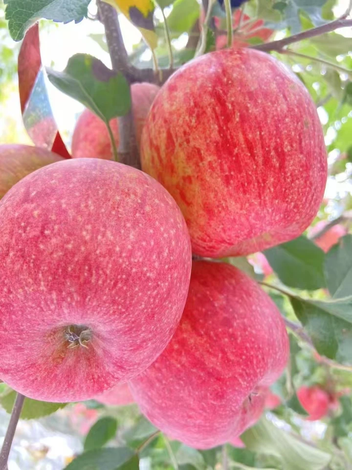 正宗阿坝汶川高原糖心苹果脆甜多汁当季鲜果果农直发枝头鲜果