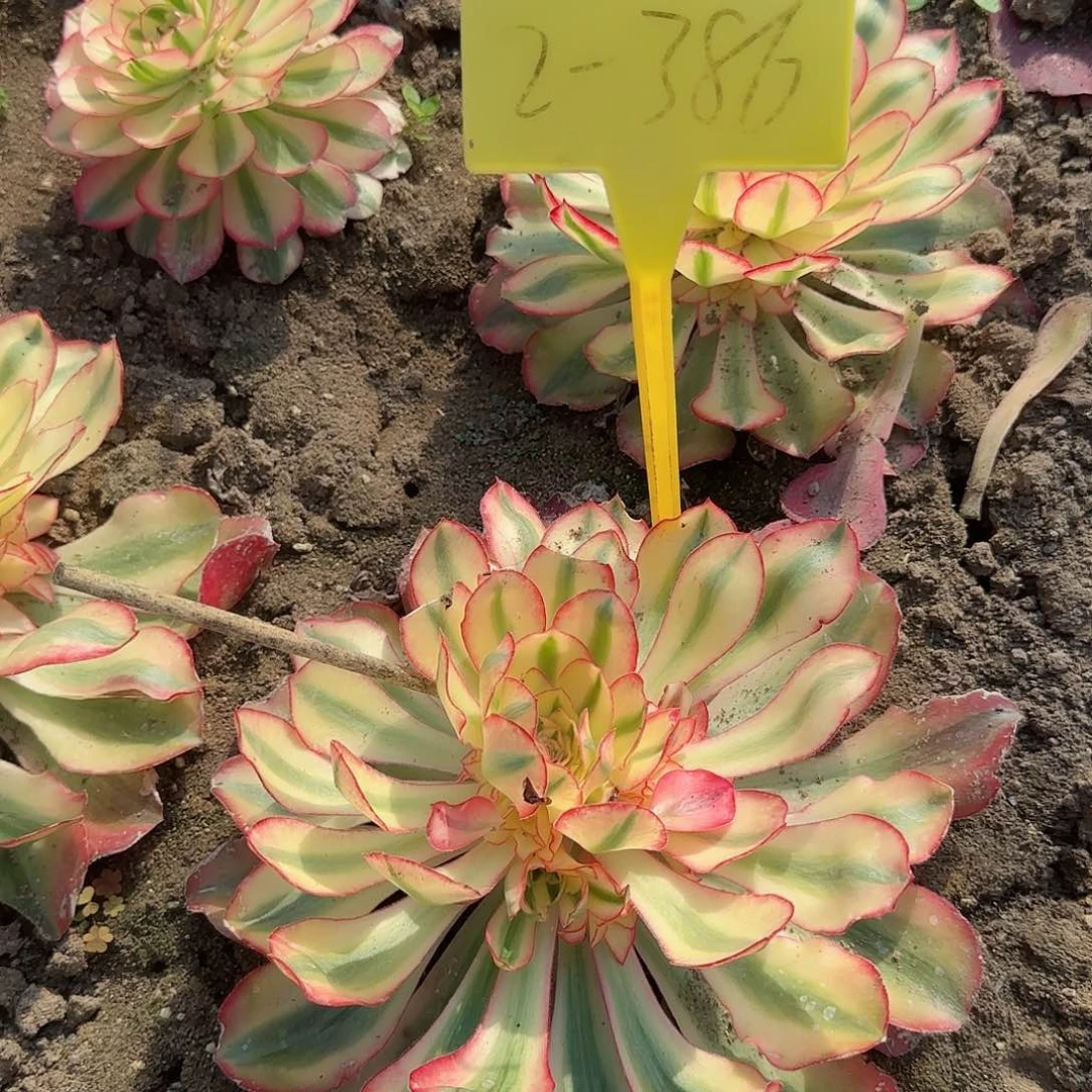 5+306+++多肉植物多头多肉