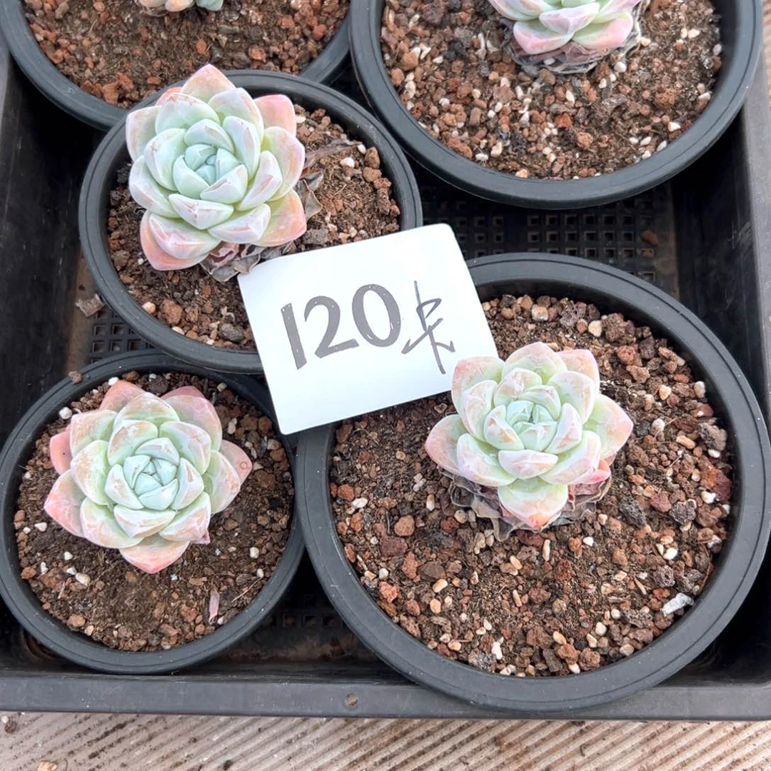 莫*卡120号收到哈哈v