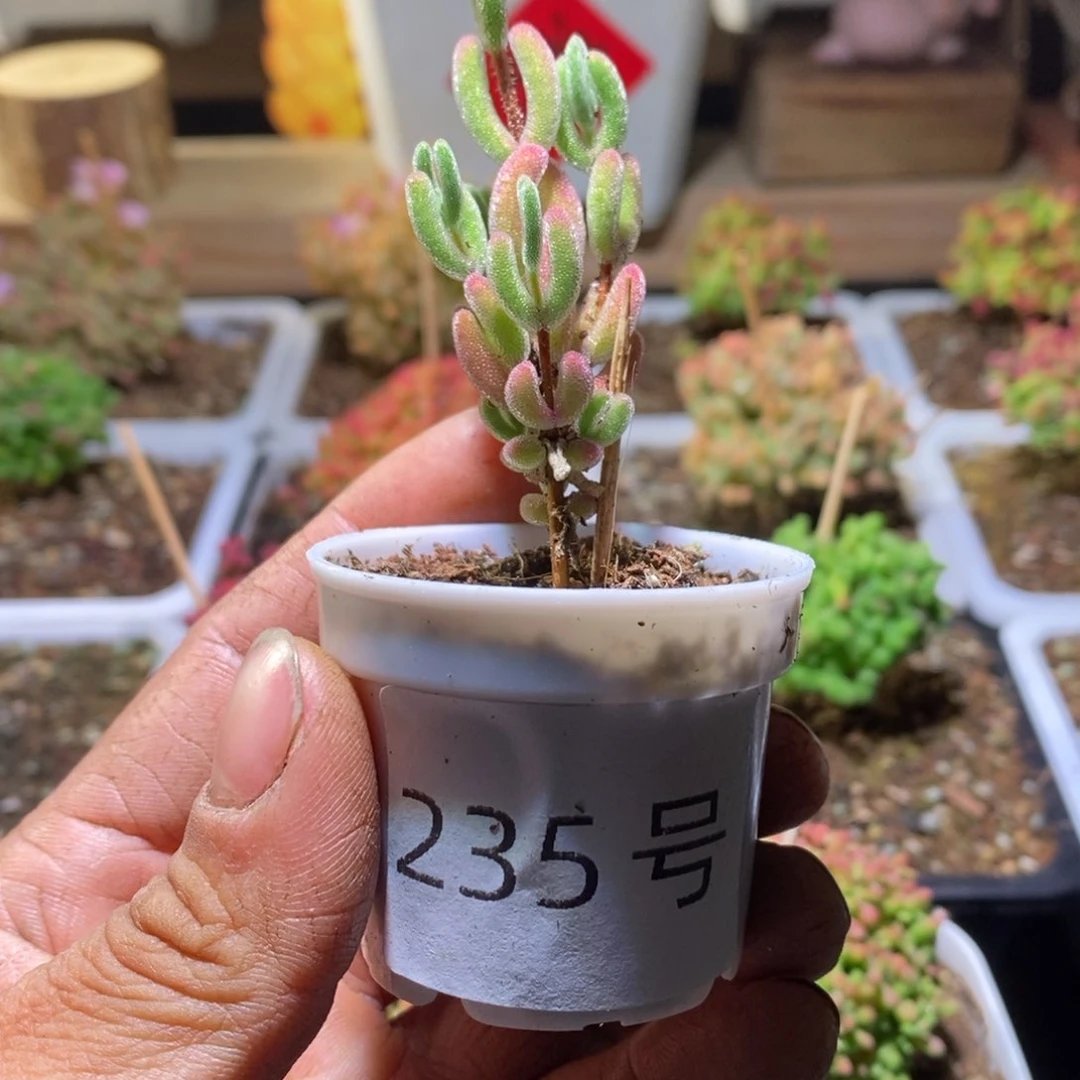 红叶带盆土发货一物一拍