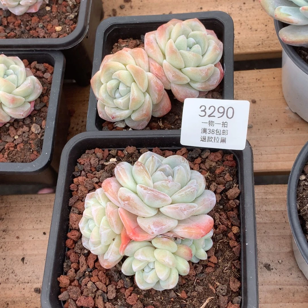 8.5厘米冰玉组合多肉3290