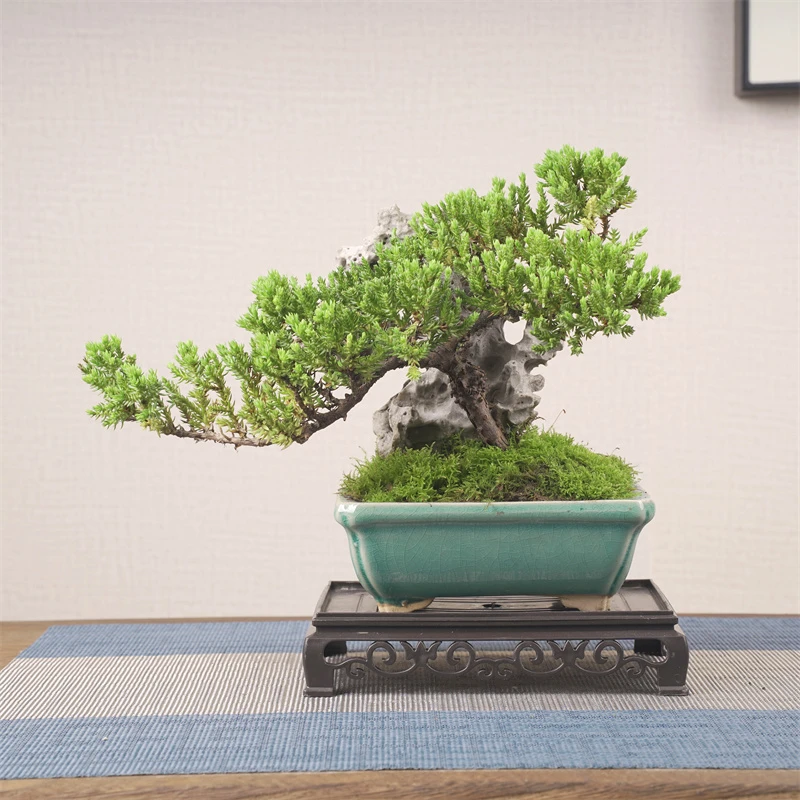 205# 小号附石珍珠柏盆景