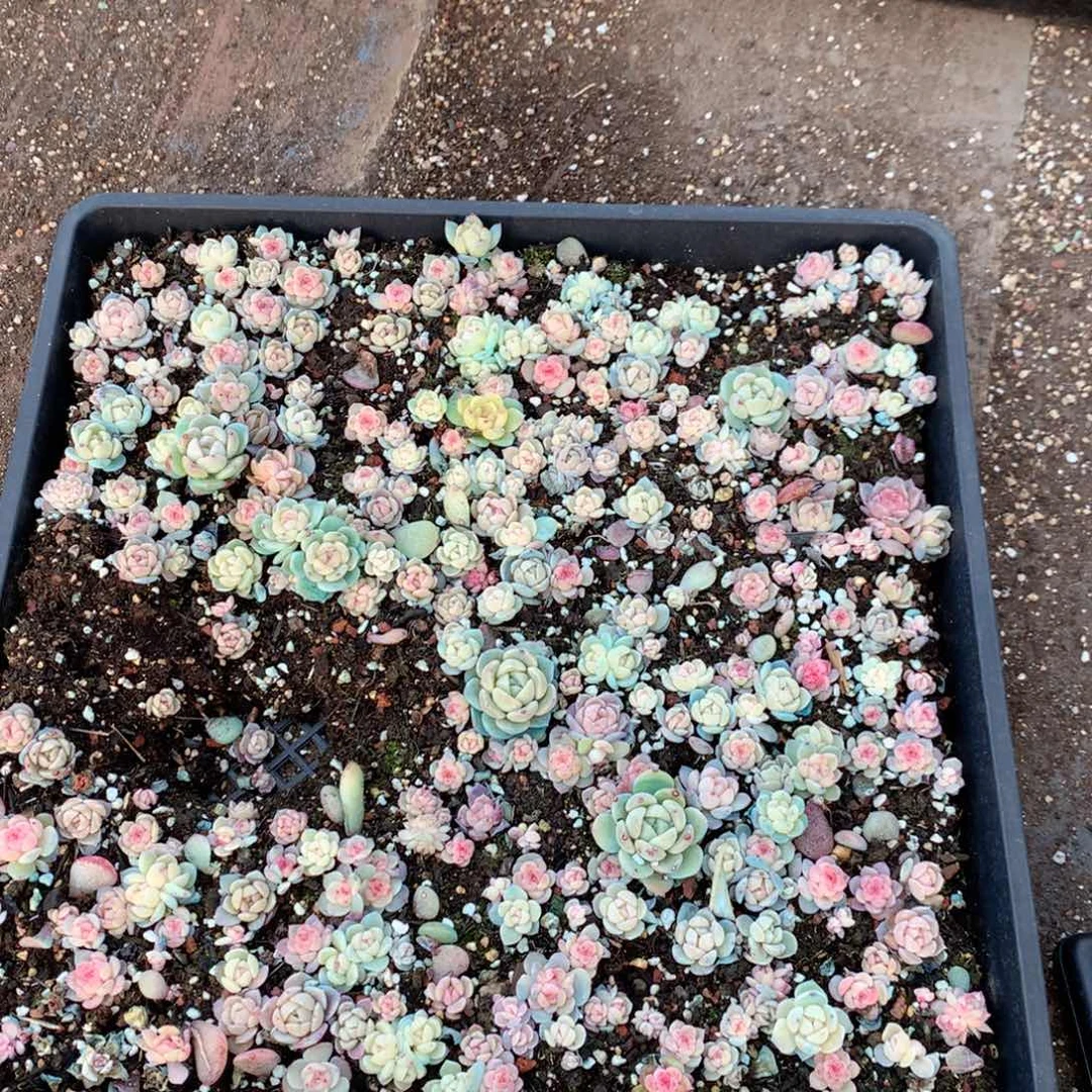 无花朵T134月英语英语英语