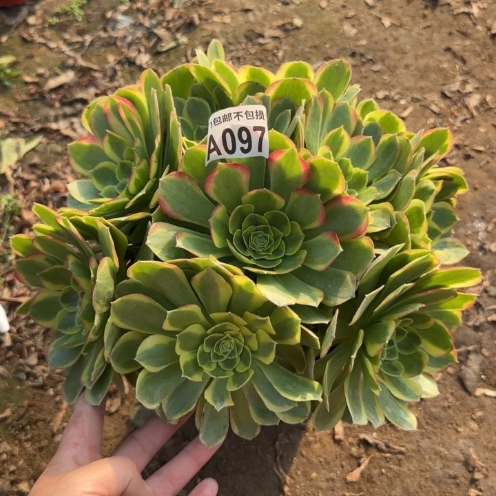 奶白……多肉植物……