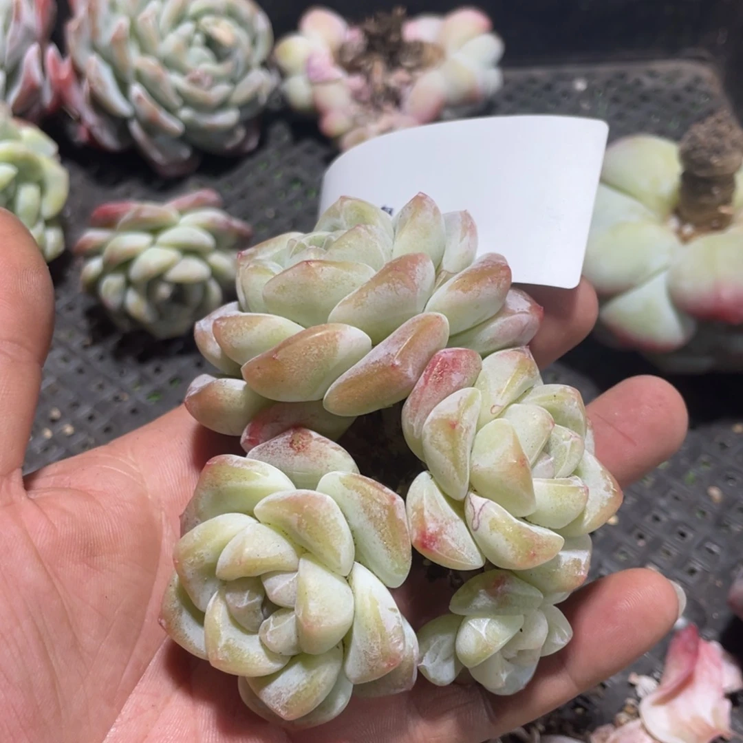 雪专拍冰玉群生老桩