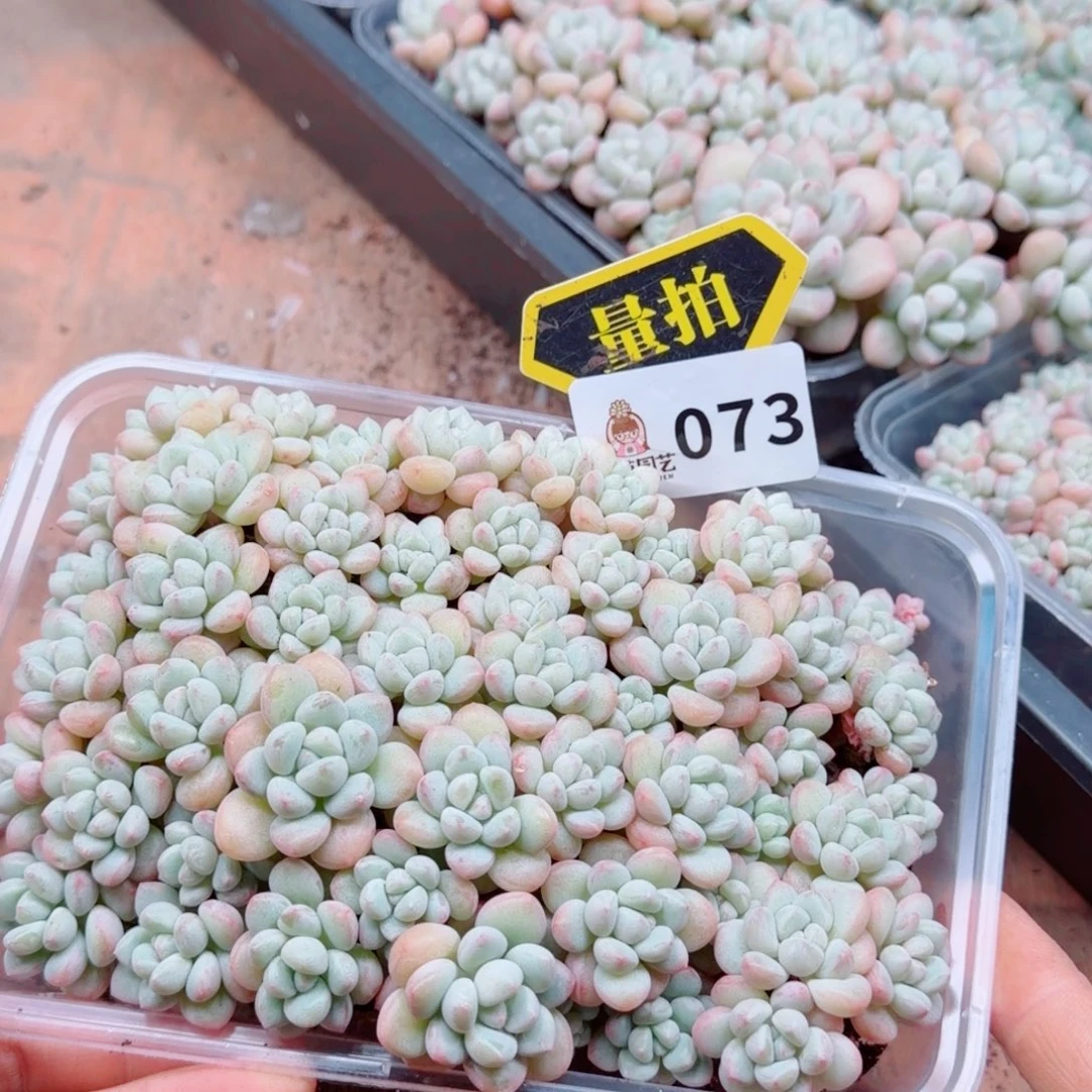 多肉植物多肉植物