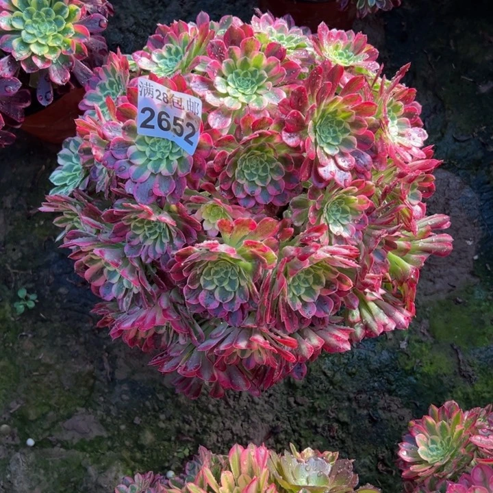 2652南朝霞多肉植物