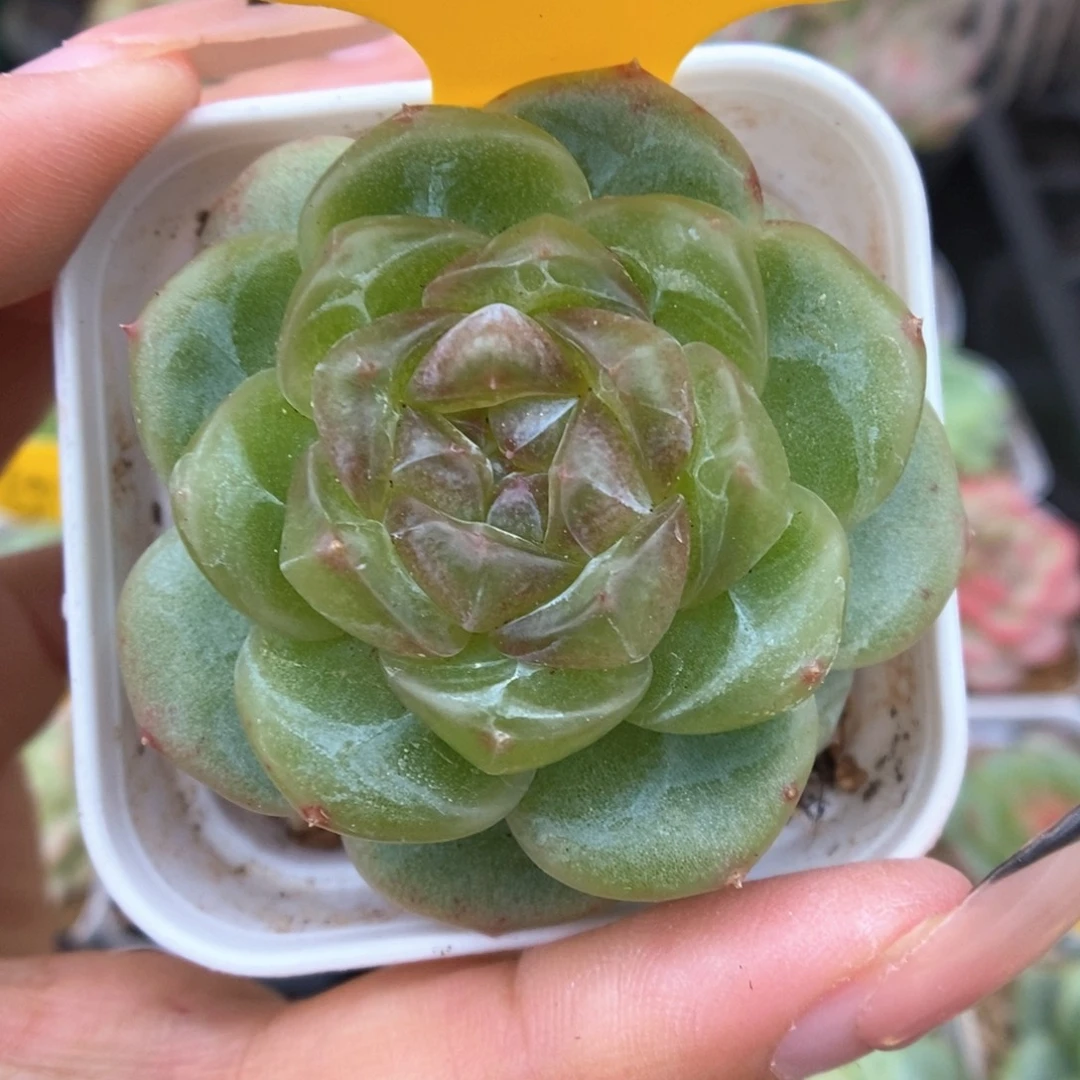 圆叶玻璃心珍妮335号