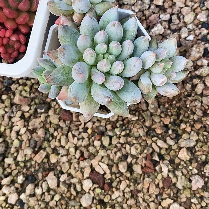 美人wer yui o p k k m m l l l