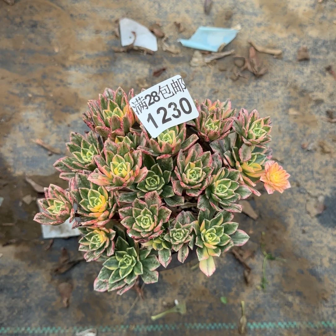 甜茶多肉1230满28包邮断枝不包