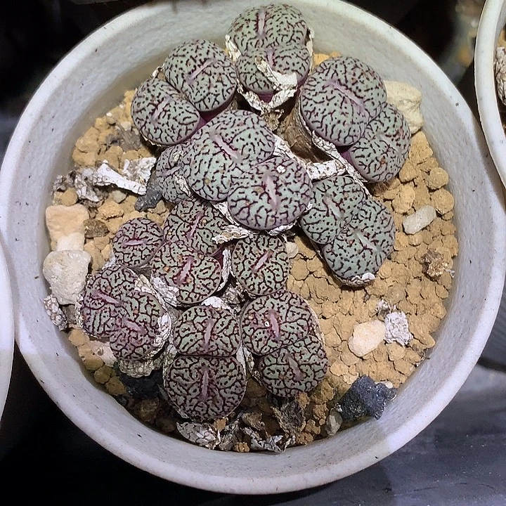 精品多肉植物精品多肉