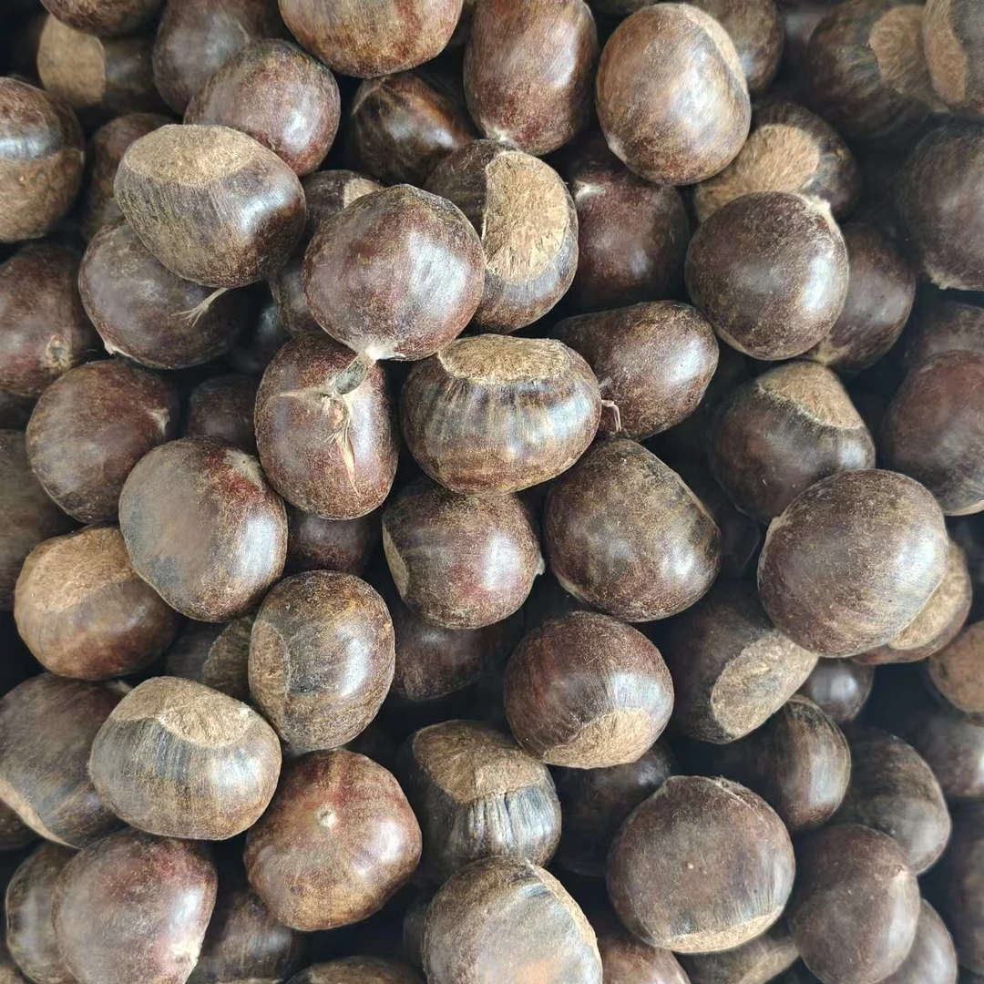 沙坪昊师傅湖北崇阳现摘板栗壳薄肉嫩甜糯即食