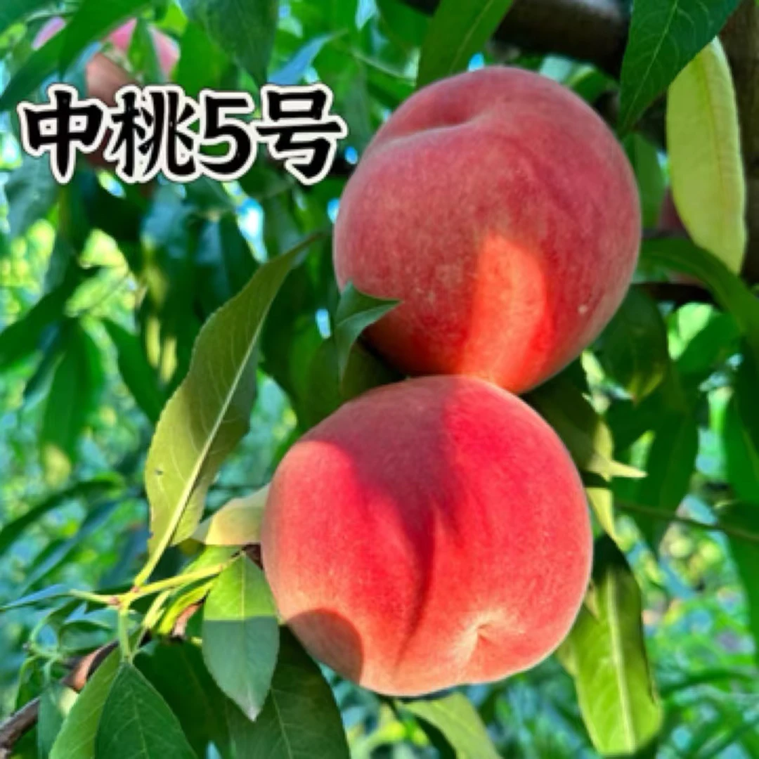 中桃5号桃苗 一年苗 南北方种植