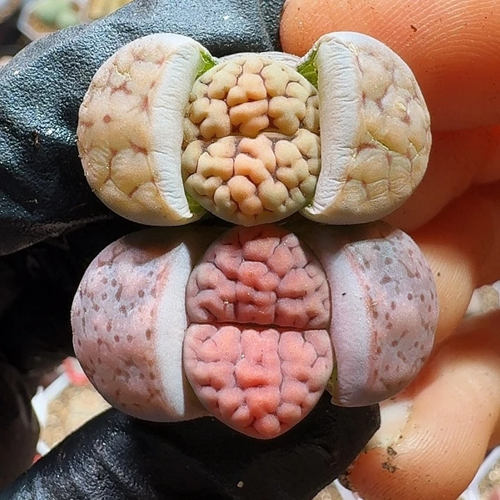 生石花2233:：。  99号