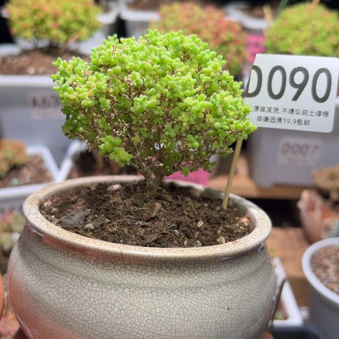 c****首枝干番杏小小米带盆D090