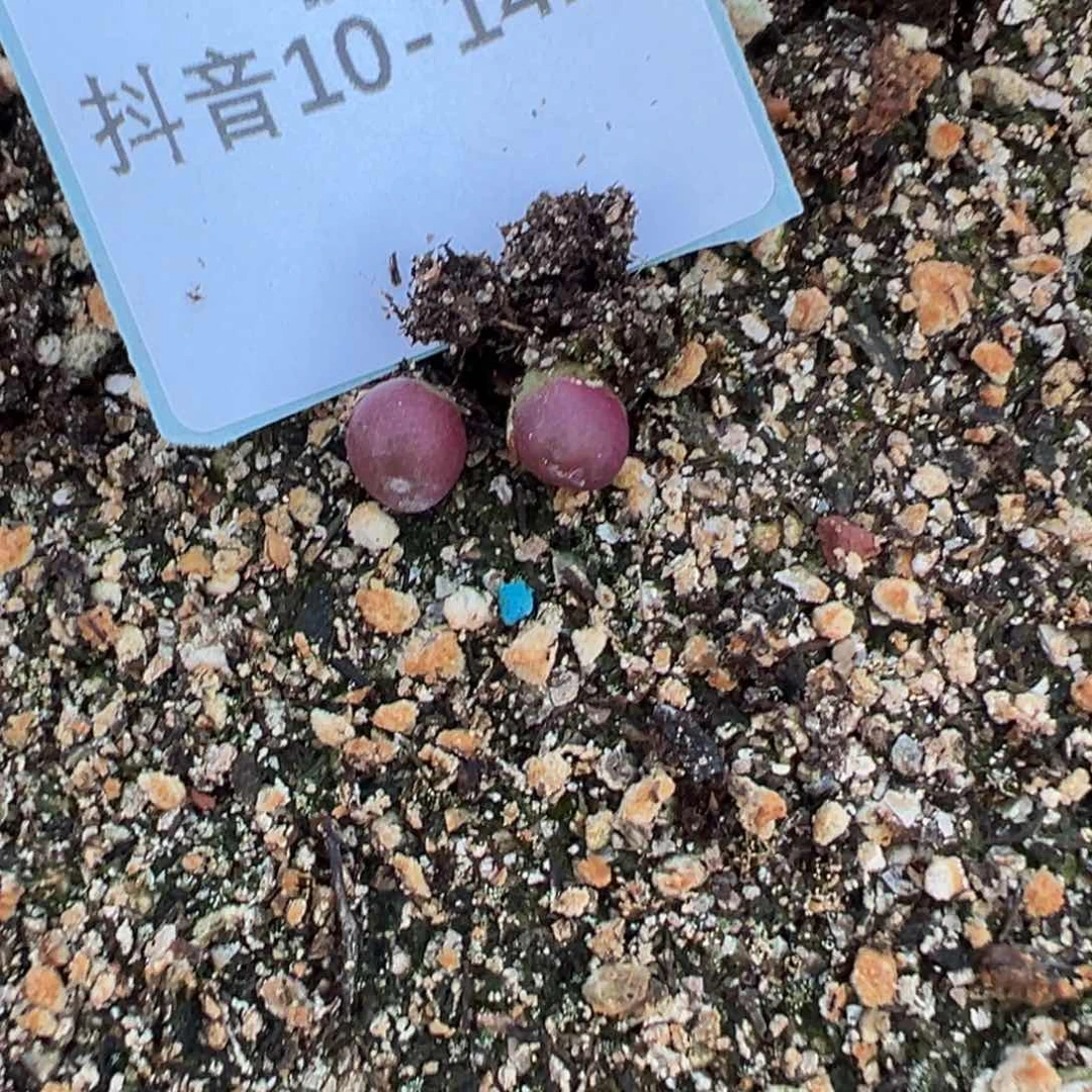 10-142量拍肉锥杂交一颗
