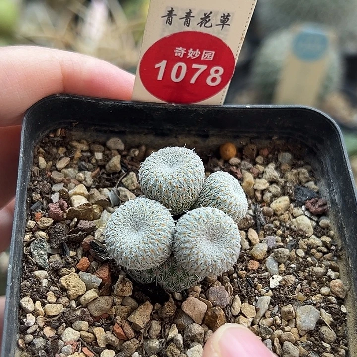 乌月丸群一棵仙人球