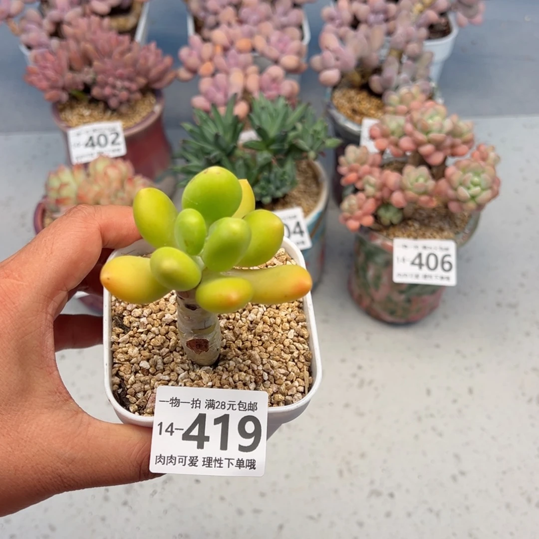 金蟾，多肉多肉多肉多肉