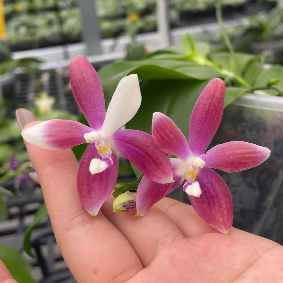 大部分开放少量花苞熊猫盾交盾，6花剑