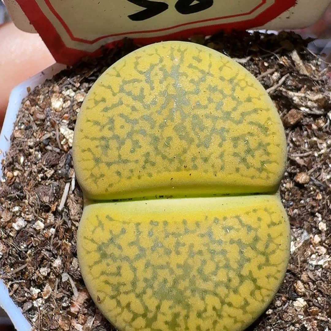 生石花23:::。 106