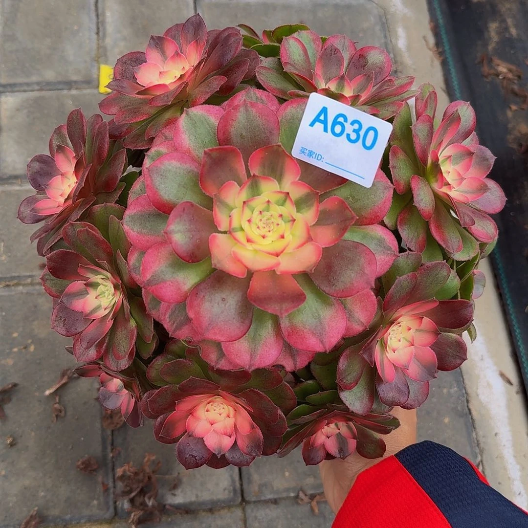 630荔枝4444冠服23左右