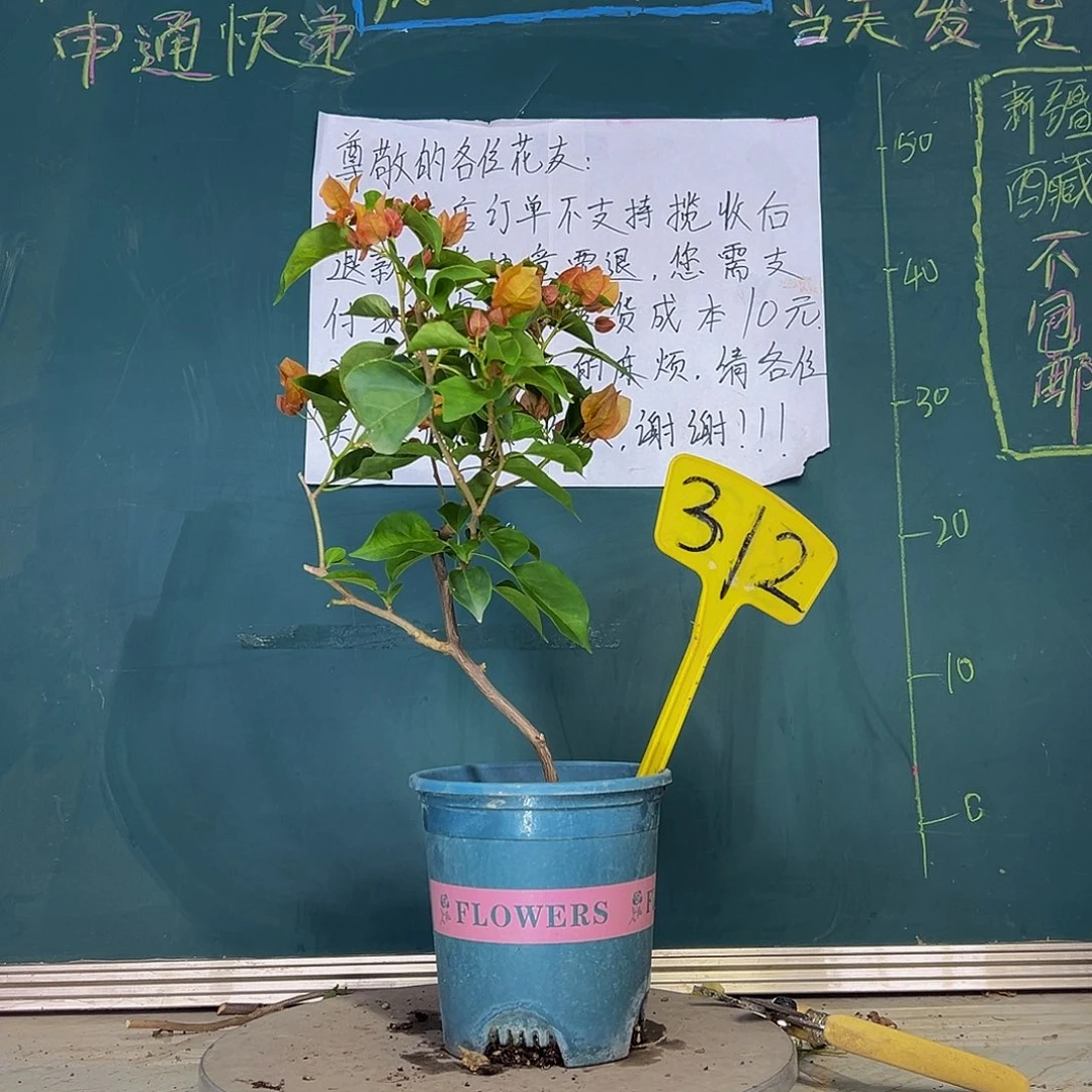 当前无花栽培后可以开花落日312