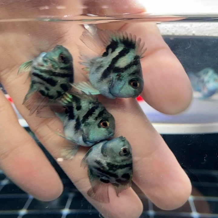 鹦鹉鱼超级娃娃脸宝蓝